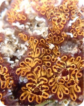 Botrylloides leachii (Ascídia colonial)