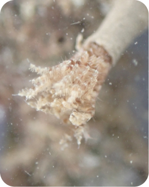 Sabellida (Poliquet)