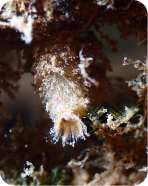 Sycon raphanus (Esponja)